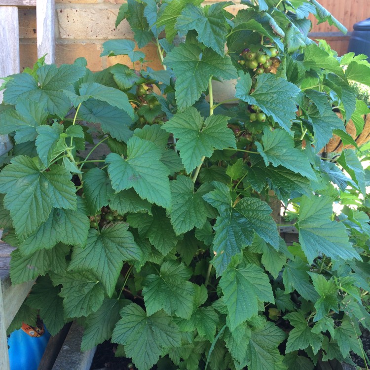 plant image 444824