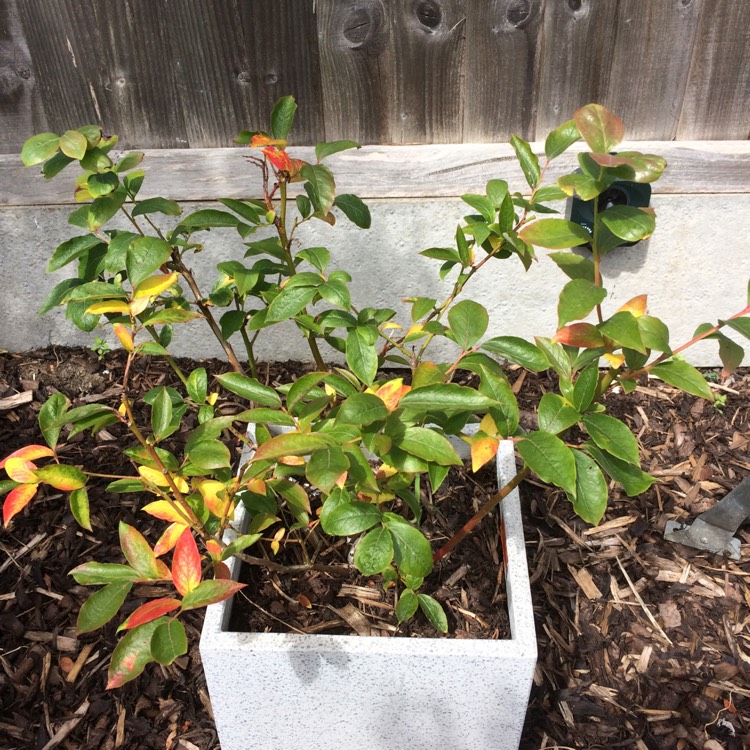 plant image 444964