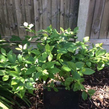 Blueberry 'Patriot'