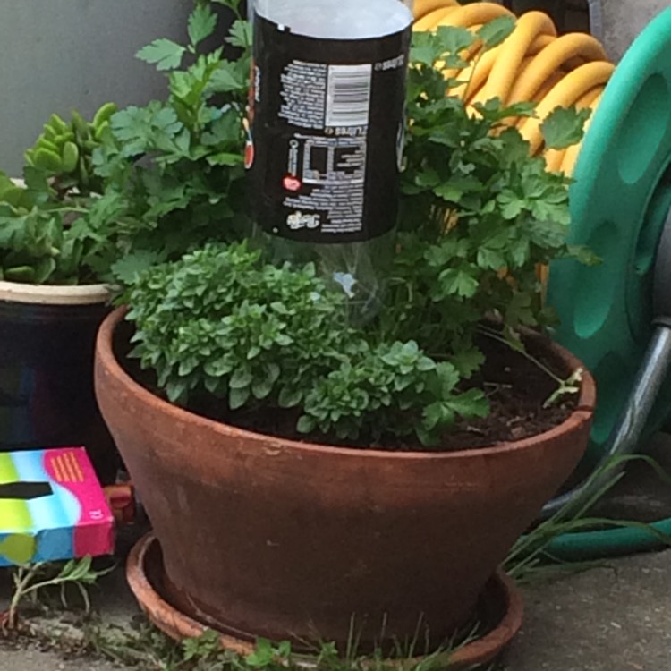 plant image 445630