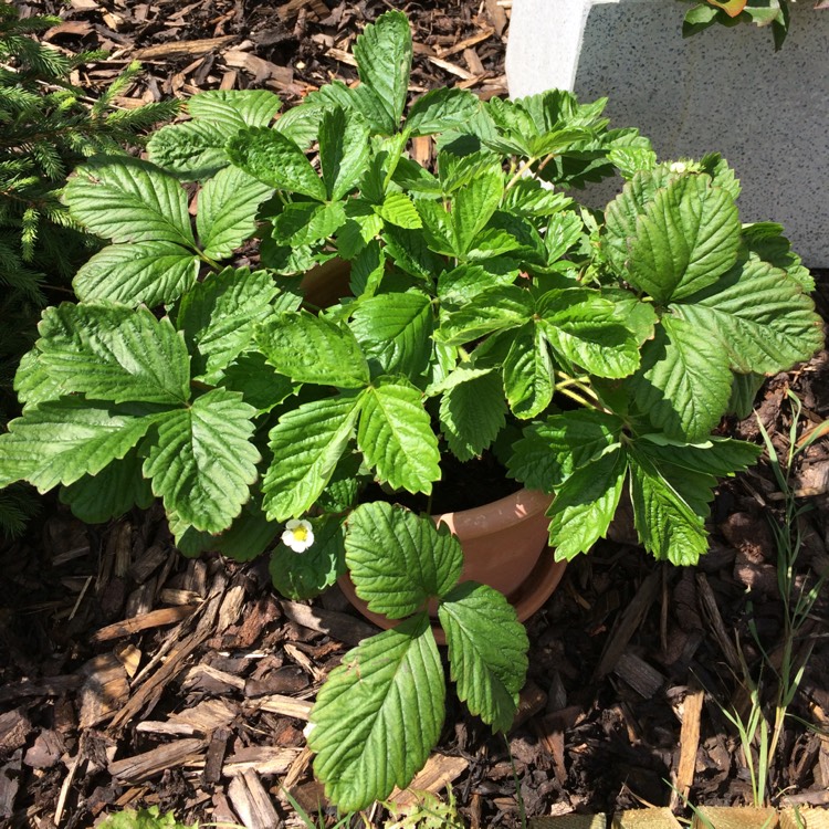 plant image 446695