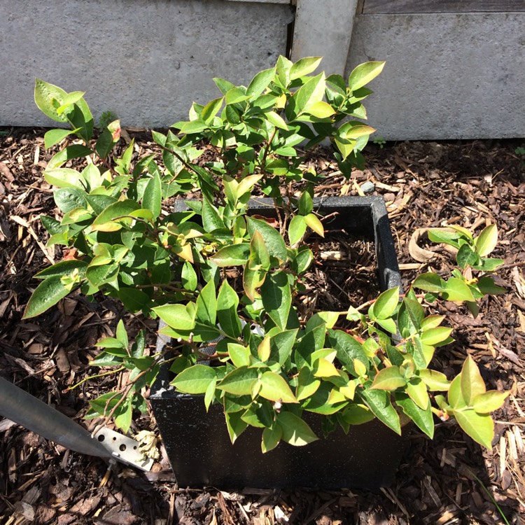 plant image 446702