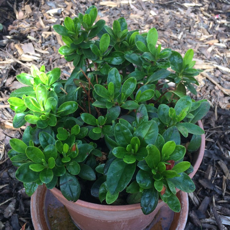 plant image 447789