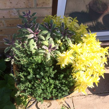 Dan's garden