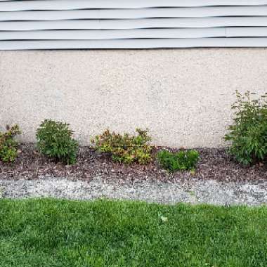 Dan's garden