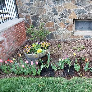 Dan's garden