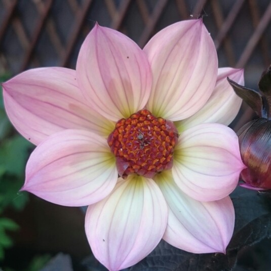 Plant image Dahlia 'Hdpi117' (Happy Days Series) syn. Dahlia 'Happy Days Pink'