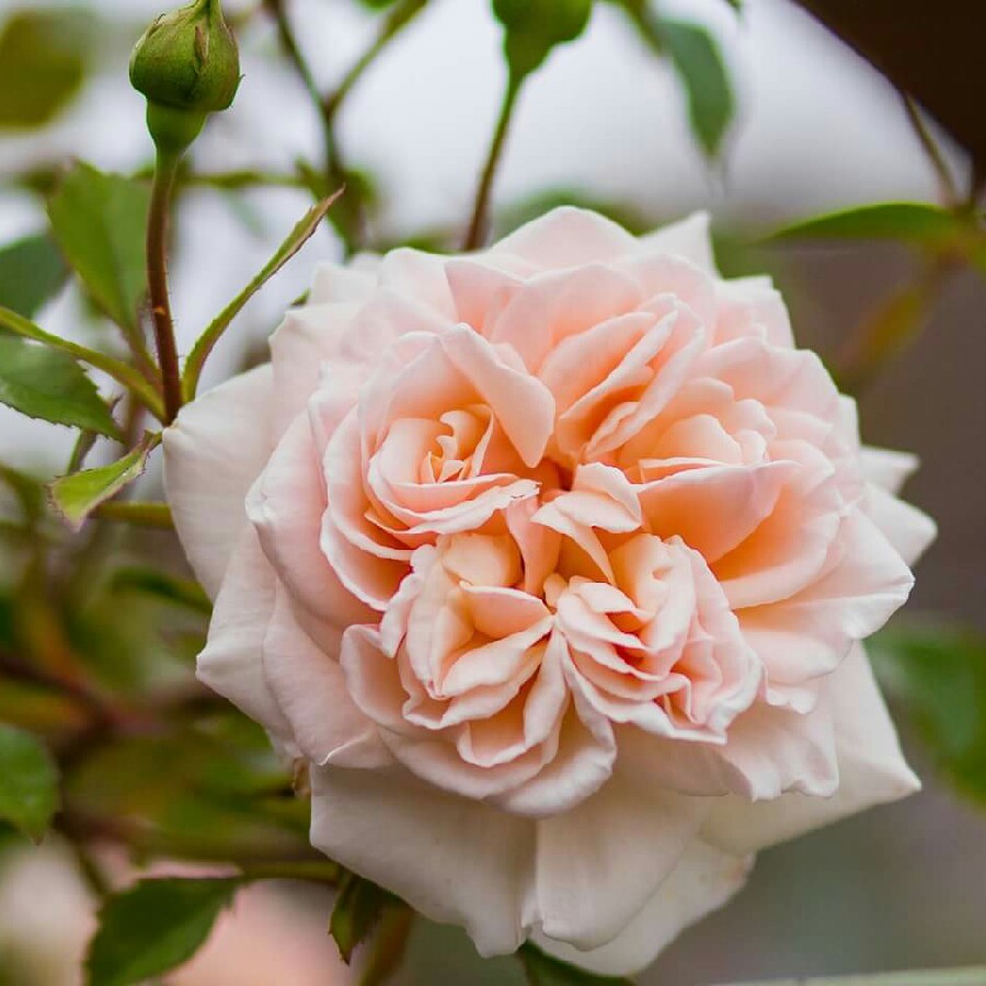 plant image 134337 plant image 134337