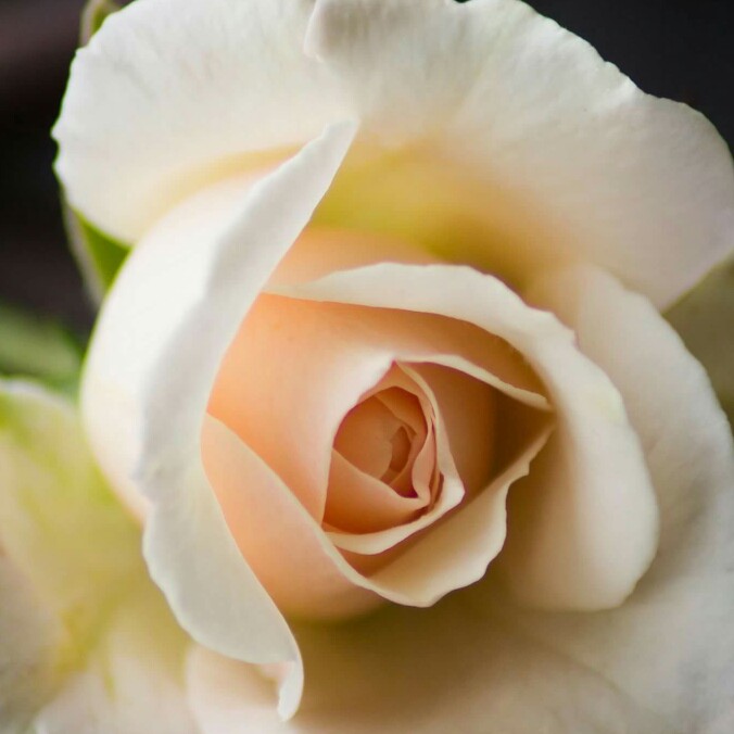 plant image 134340 plant image 134340