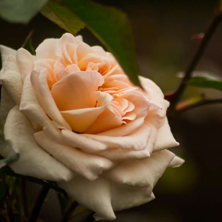 plant image 134351 plant image 134351
