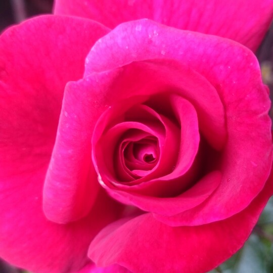 plant image 181130 plant image 181130