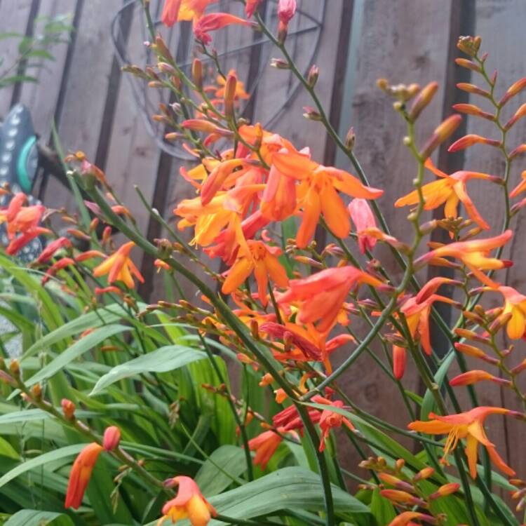 plant image 188874 plant image 188874