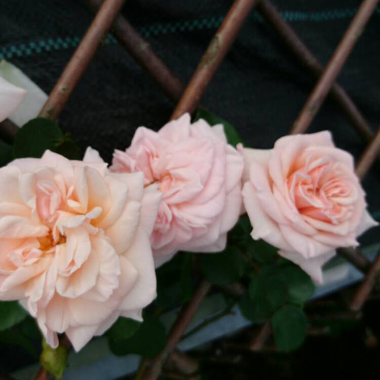plant image 244833 plant image 244833