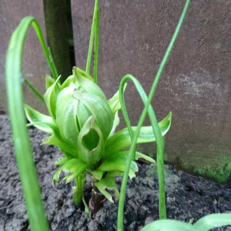 plant image 301514