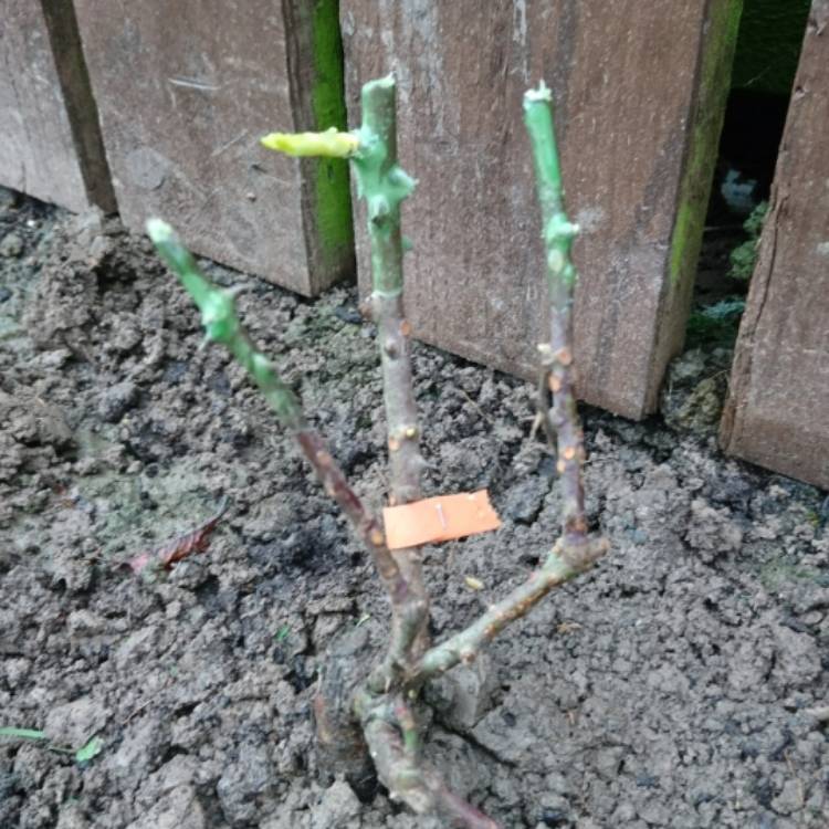 plant image 301517