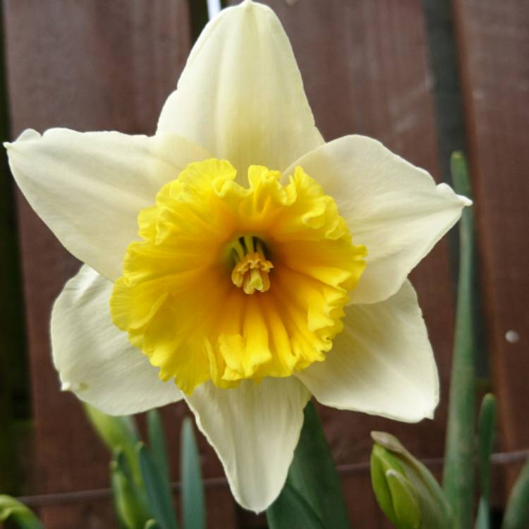 plant image 334396