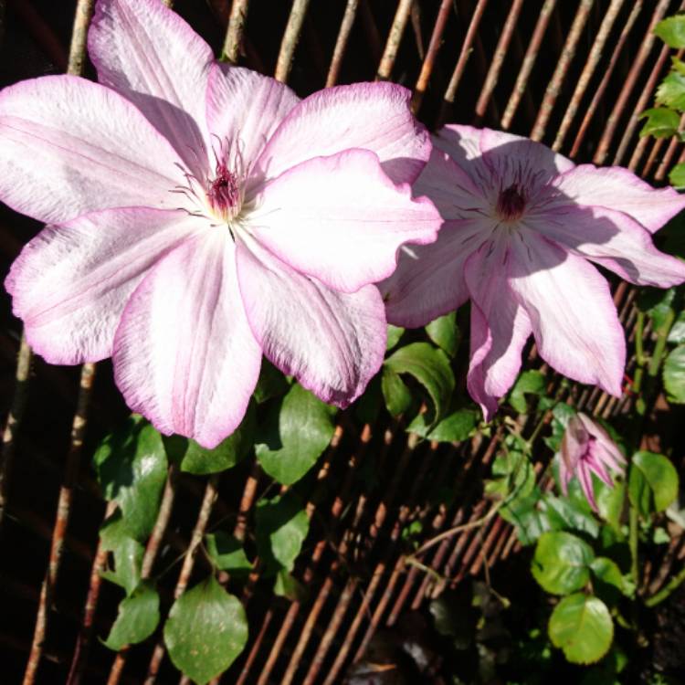 Plant image Clematis 'Paradise Queen'