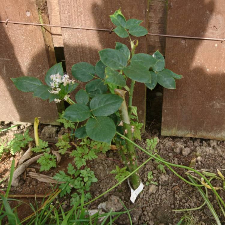 plant image 430058