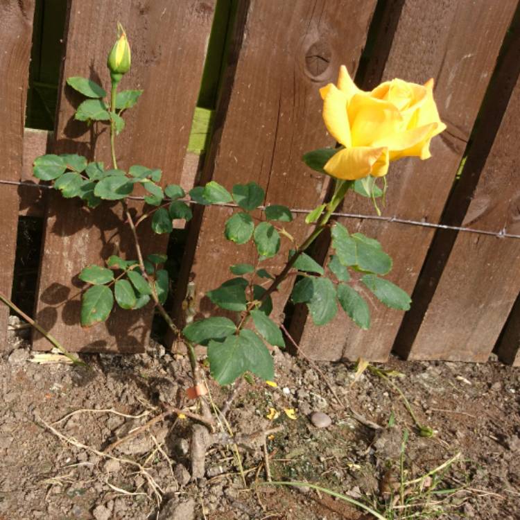 plant image 430064