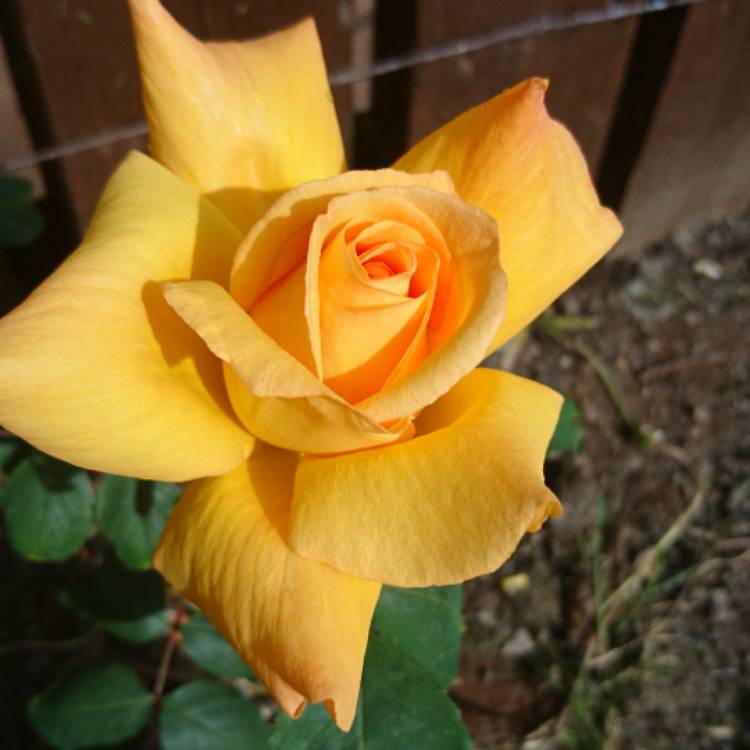 plant image 430065