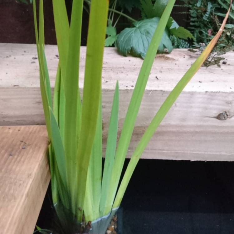 plant image 503160