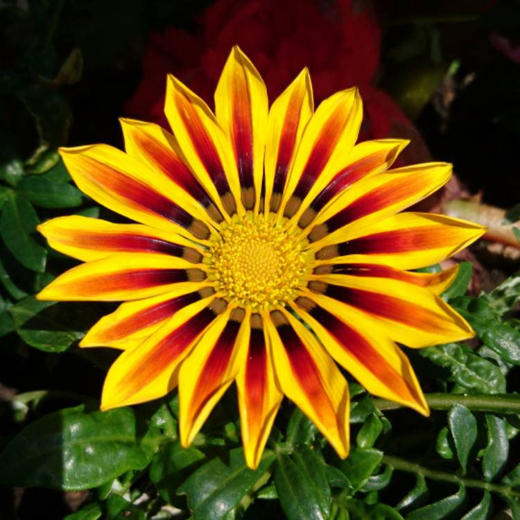 Plant image Gazania rigens Big Kiss 'Yellow Flame'