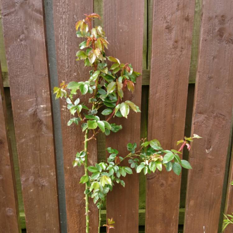 plant image 677870