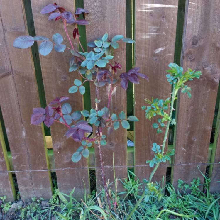plant image 683720 plant image 683720