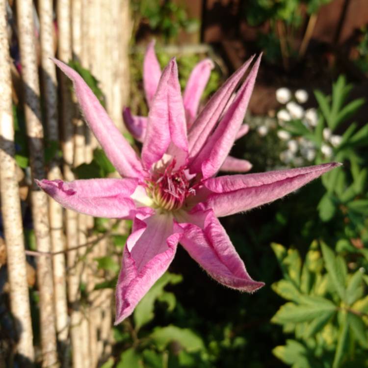 Plant image Clematis 'Paradise Queen'
