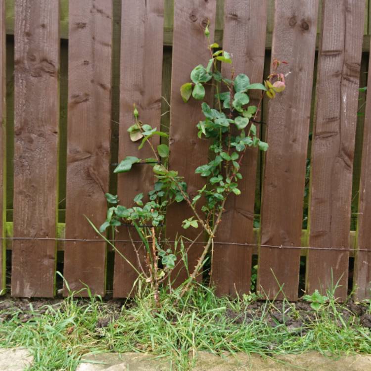 plant image 713901