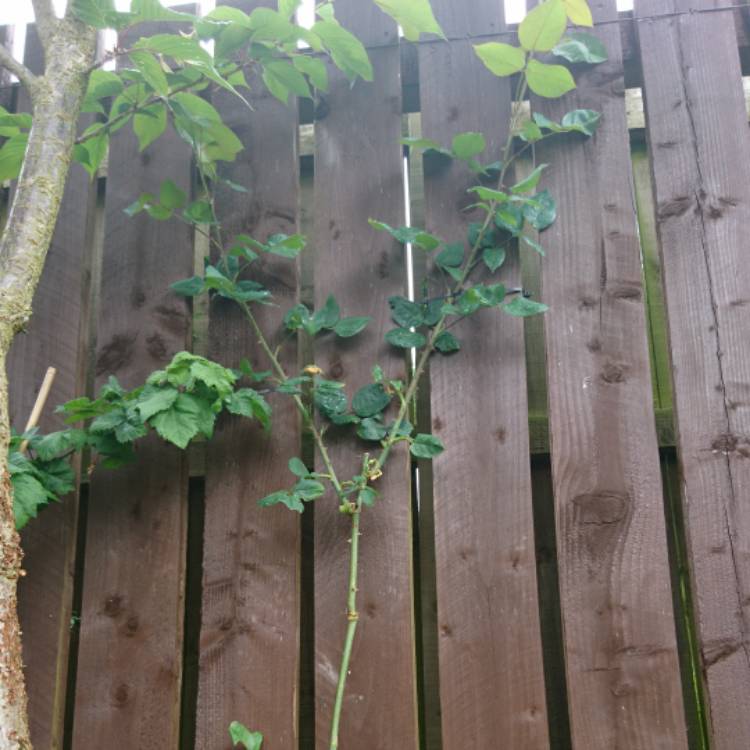 plant image 713909