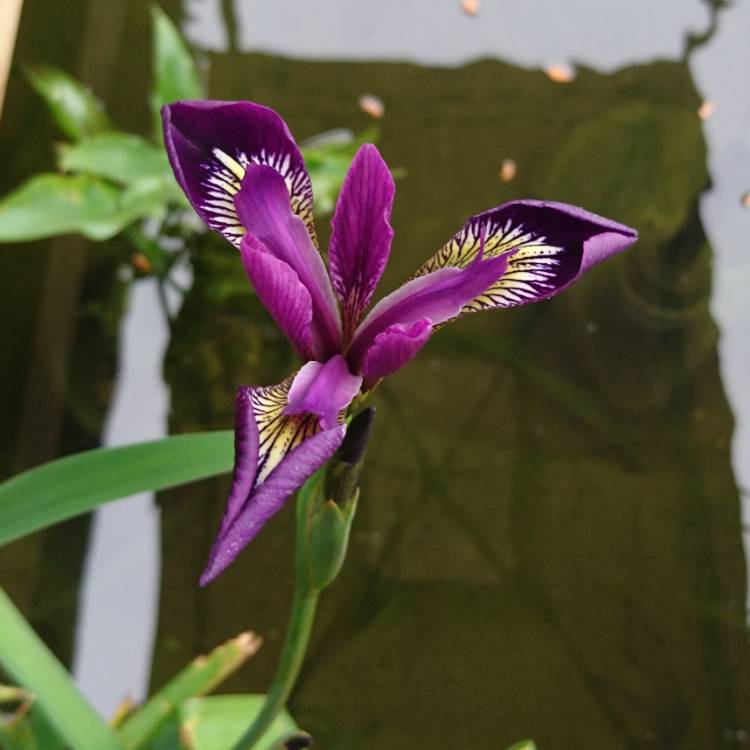 Plant image Iris Versicolor 'Dark Aura'