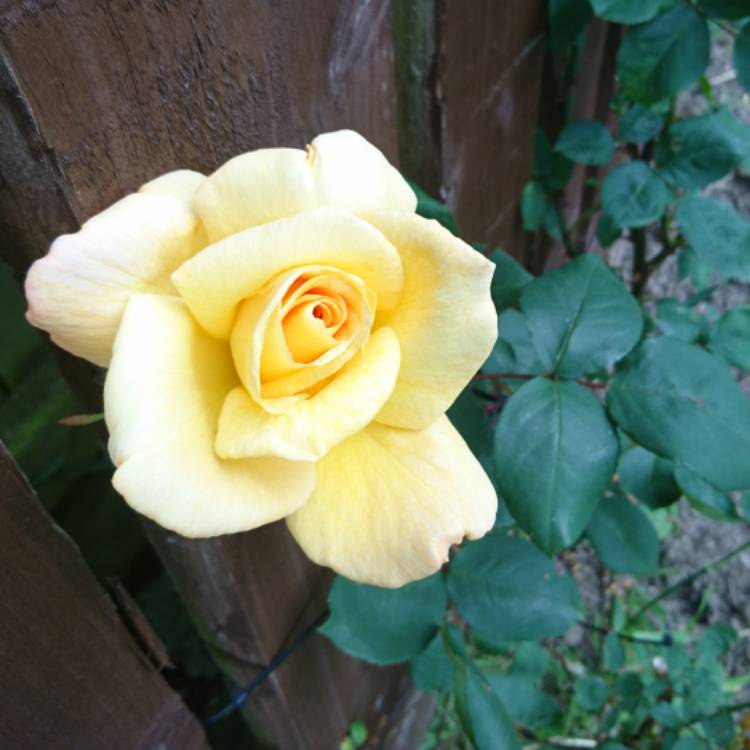 plant image 741363