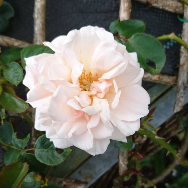 plant image 741365 plant image 741365