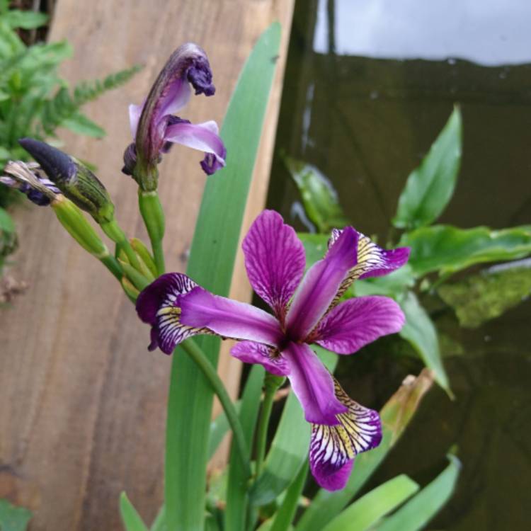 plant image 741366