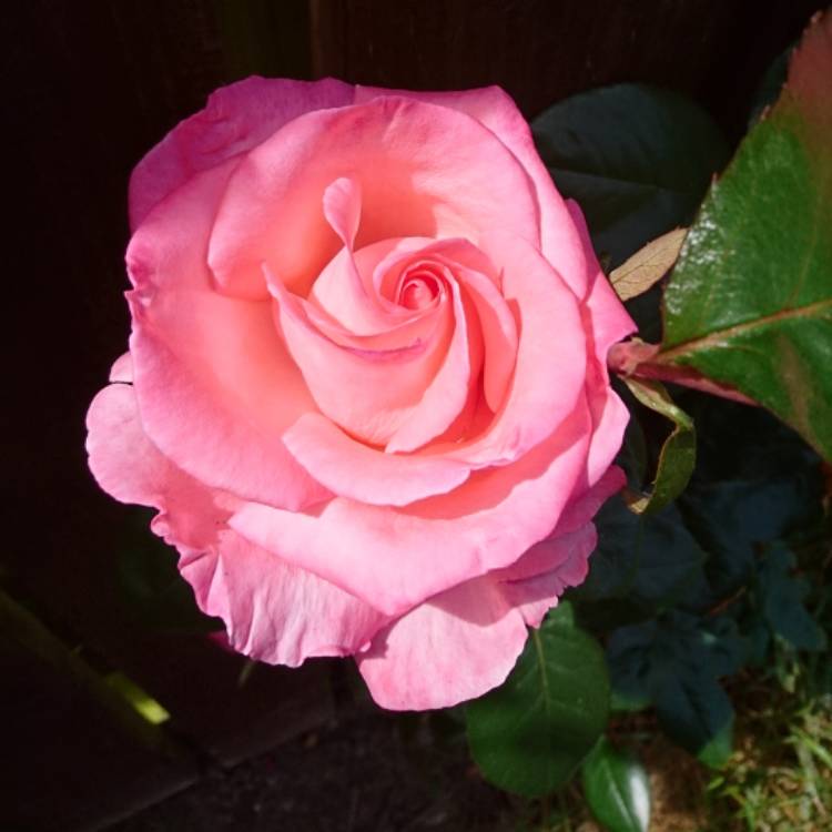 plant image 757087 plant image 757087
