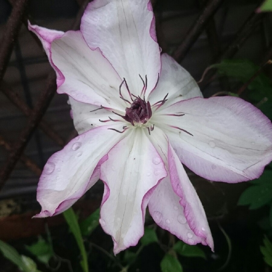 plant image 81343 plant image 81343