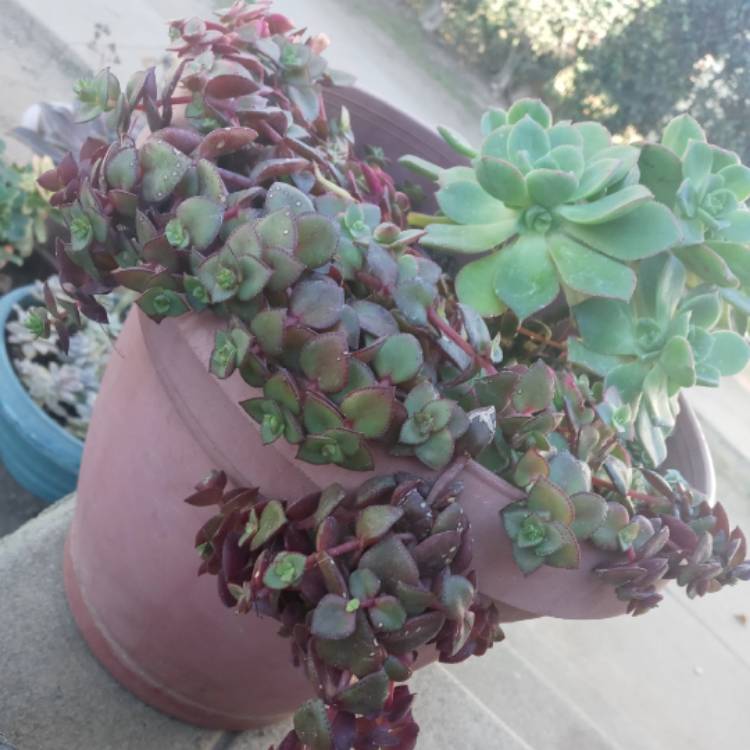 Plant image Crassula Marginalis Rubra