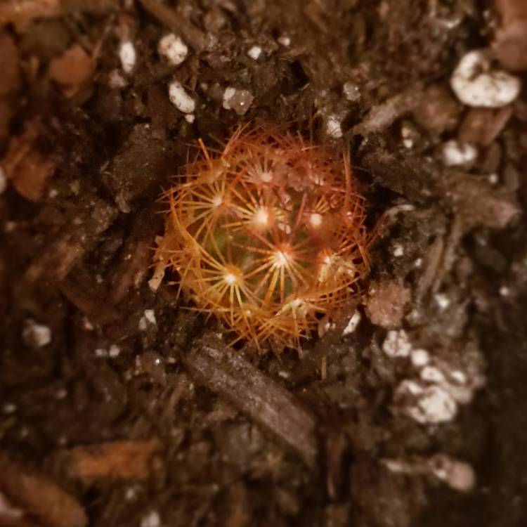 Plant image Mammillaria elongata 'Copper King'