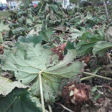 Gunnera manicata