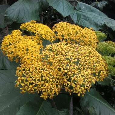 Senecio petasitis syn. Roldana petasitis