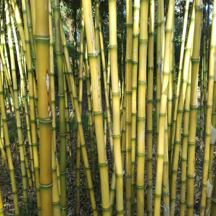 Plant image Chusquea gigantea