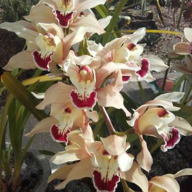 Cymbidium
