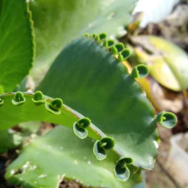 Mother of Thousands