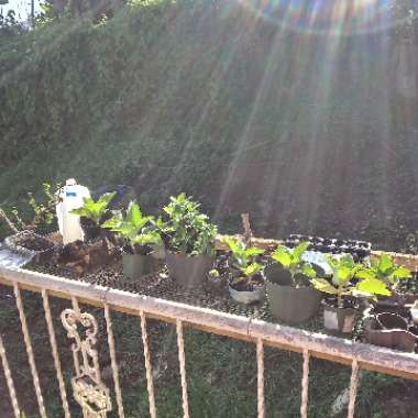 Danay's garden