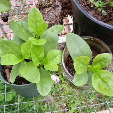 Danay's garden