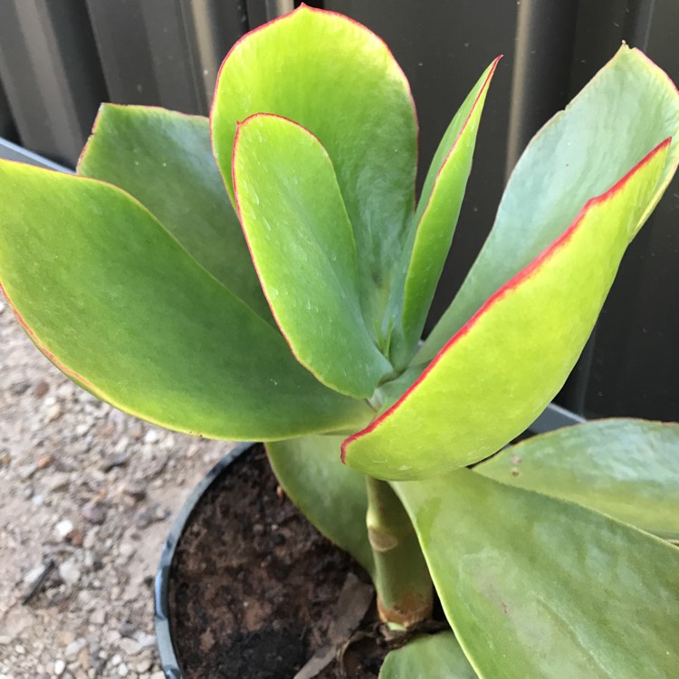 plant image 706121