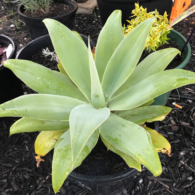 plant image 706161