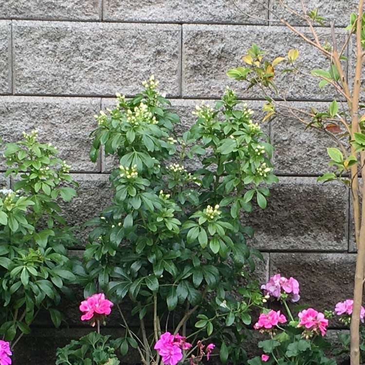 plant image 238224