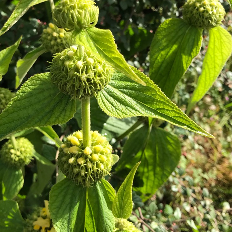 Plant image Phlomis russeliana